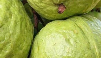 Guava Recipes for Balanced Blood Sugar and Stronger Hair – Natural Remedies that Work