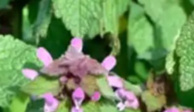 Purple Dead Nettle (Lamium purpureum): A Wild Ally for Circulation and Heart Health