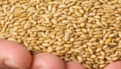 Alpiste: The Miracle Seed of Nature (Benefits, Uses, and How to Consume It)
